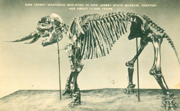Mastodon New Jersey State Museum