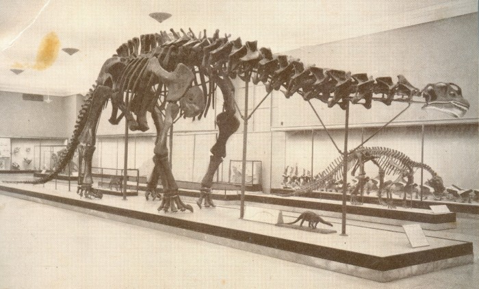 Apatosaurus skeleton