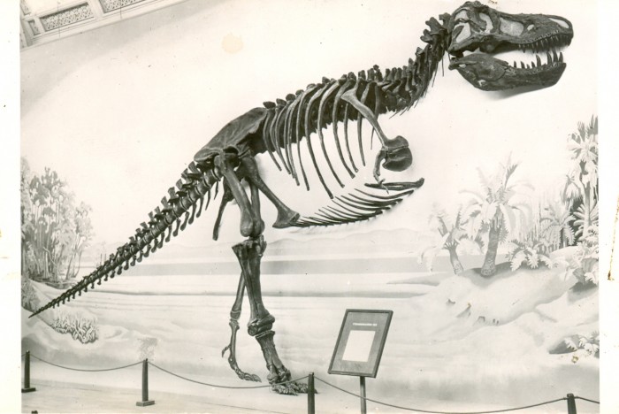 T. rex skeleton
