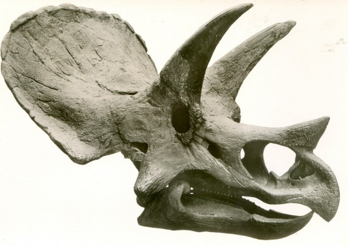 Triceratops-skull
