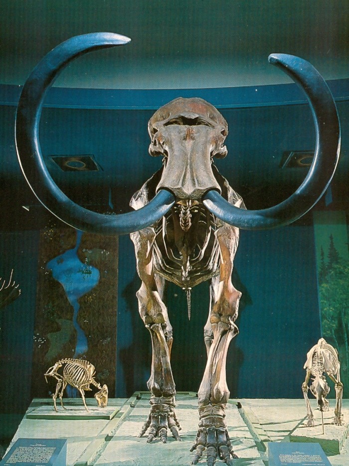 mammoth skeleton postcard