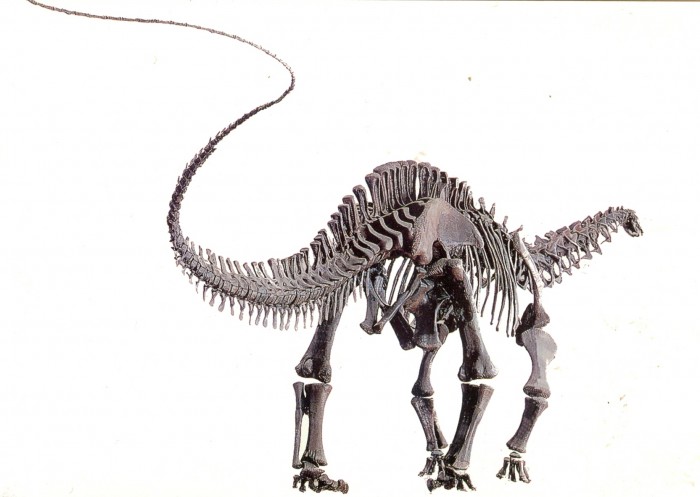 Apatosaurus skeleton
