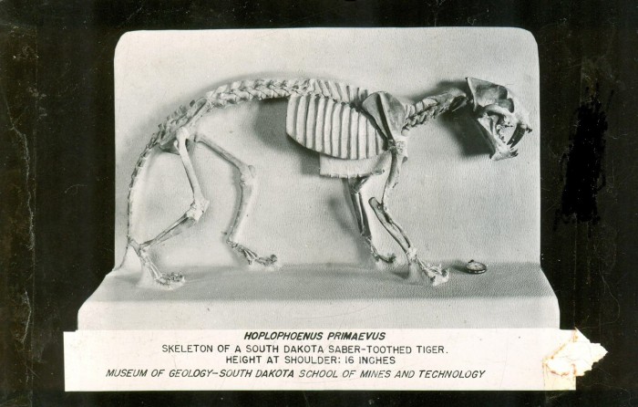 Hoplophoneus skeleton
