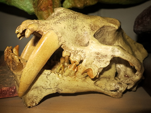 Hoplophoneus skull