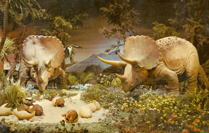 Triceratops family
