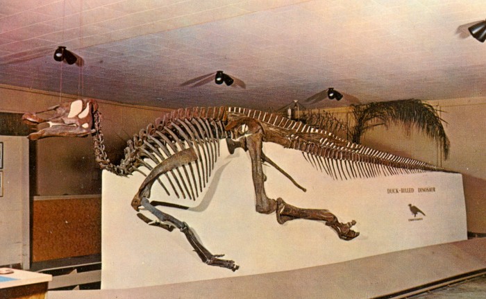 Edmontosaurus-skeleton