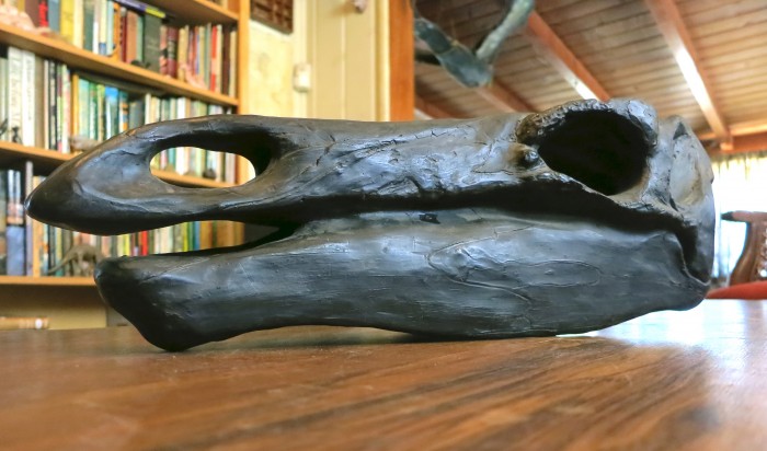 Stegosaurus skull