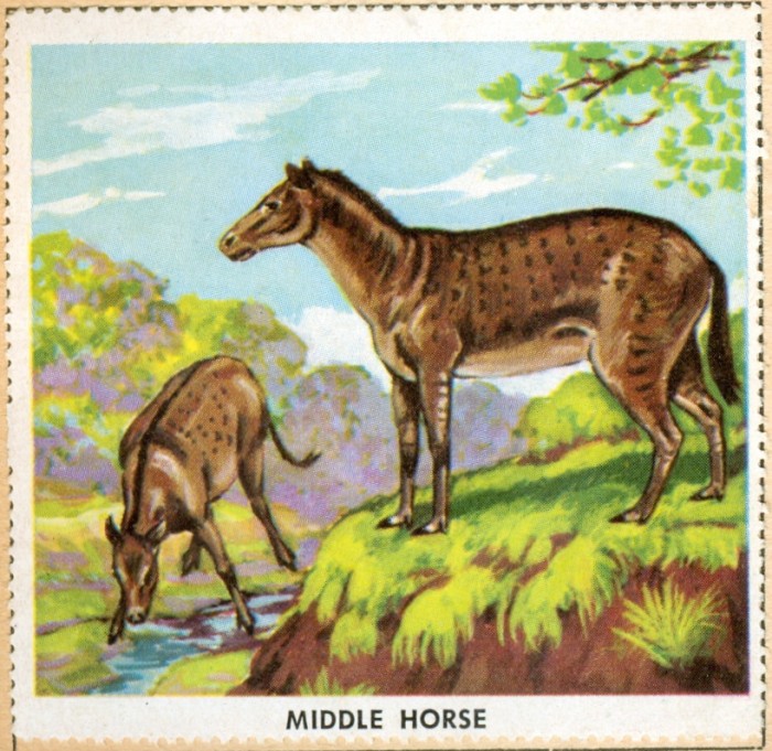 middle horse