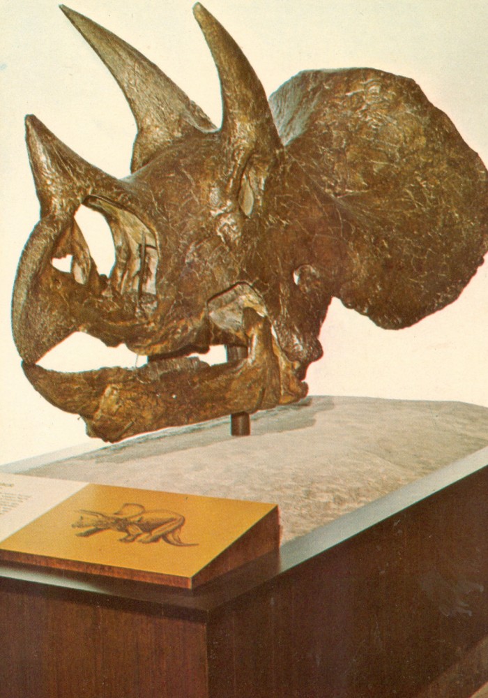 Triceratops
