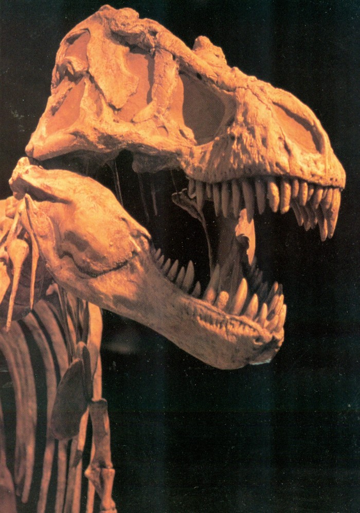 T. rex skull