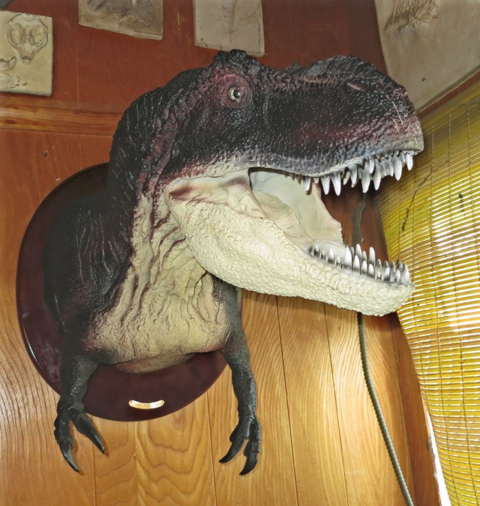 Tyrannosaurus-head-wall-mount
