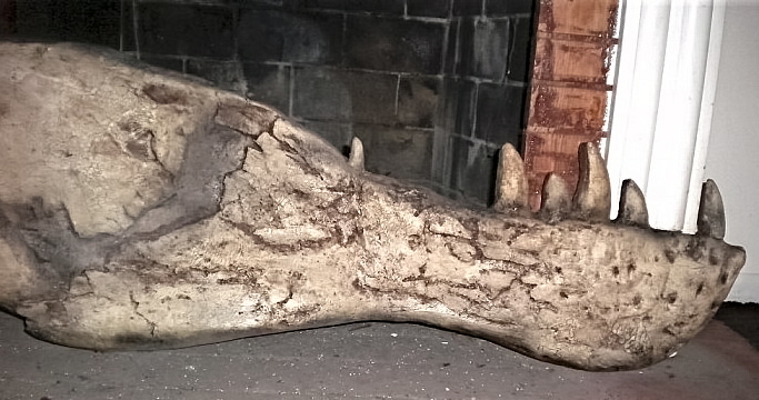 Tyrannosaurus-lower-jaw-1000x5542-700x3871