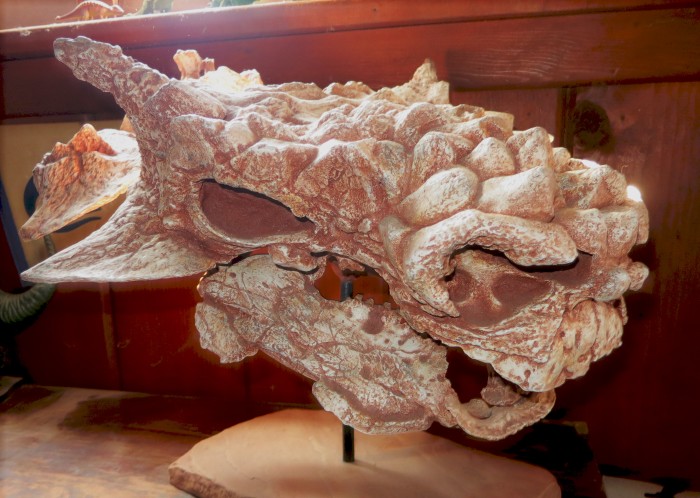 Minotarasaurus skull cast