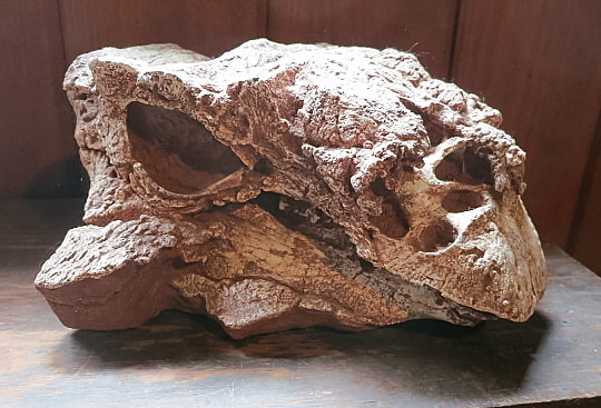 Pinacosaurus skull