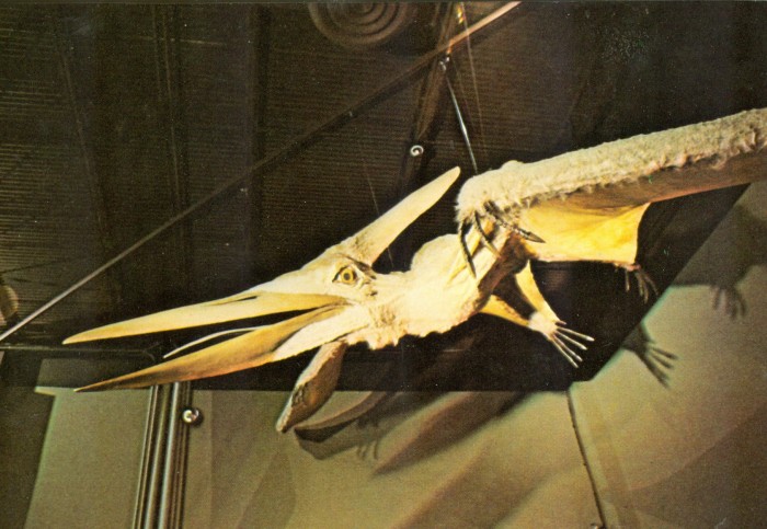 Pteranodon model postcard