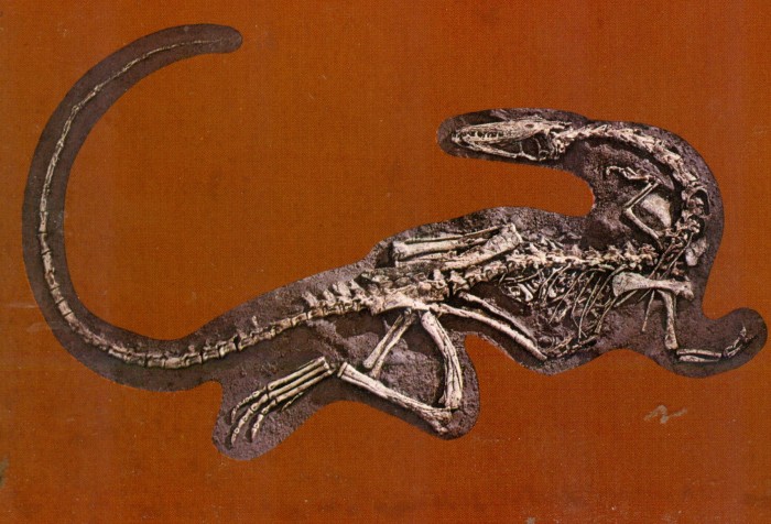 Coelophysis postcard