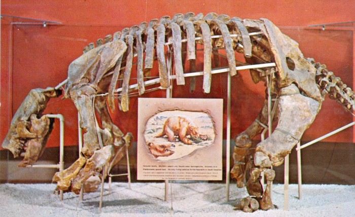 Paramylodon skeleton