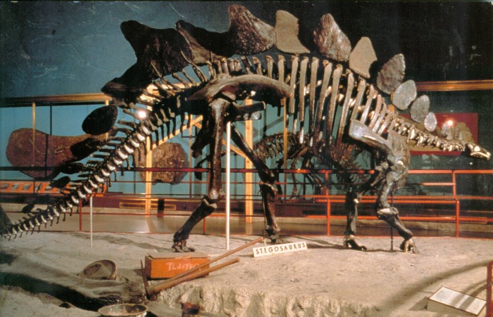 Stegosaurus skeleton