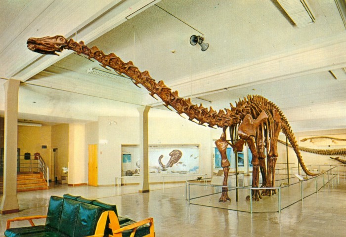 Diplodocus skeleton