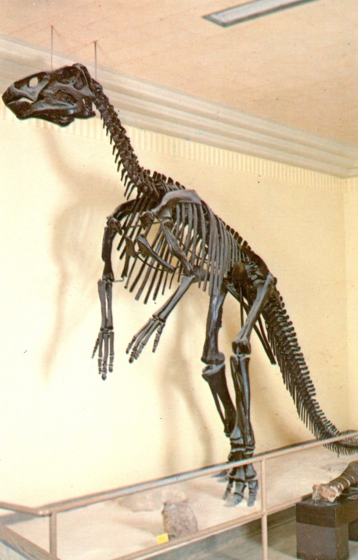 Edmontosaurus skeleton