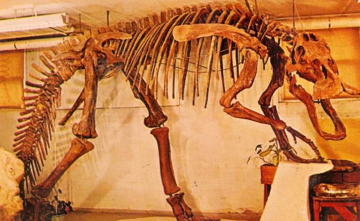 Edmontosaurus skeleton