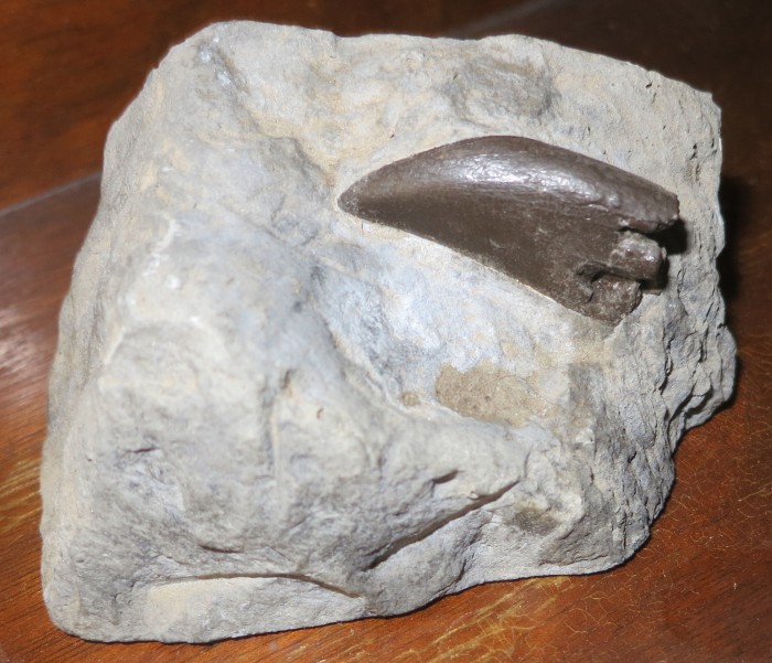 tyrannosaurid tooth